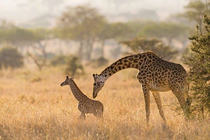 Giraffe Centre & Karen Blixen Museum Day Tour — Nairobi Wildlife and History photo 5