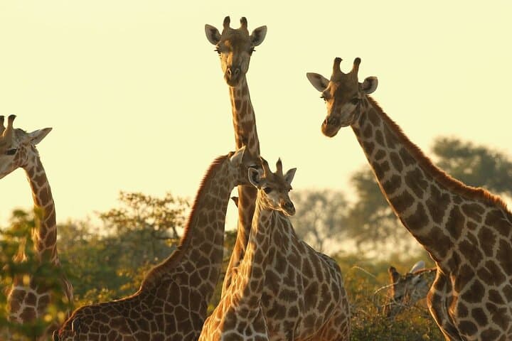 Nairobi Day Tour: Giraffe Centre, Karen Blixen Museum & Beads Workshop