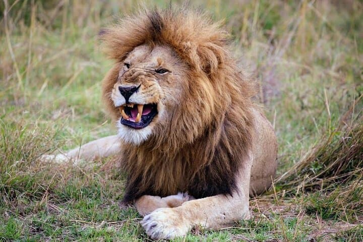 3-Day Tsavo East & Amboseli Safari from Mombasa — Elephants, Kilimanjaro Views & Lodge Stays photo 2