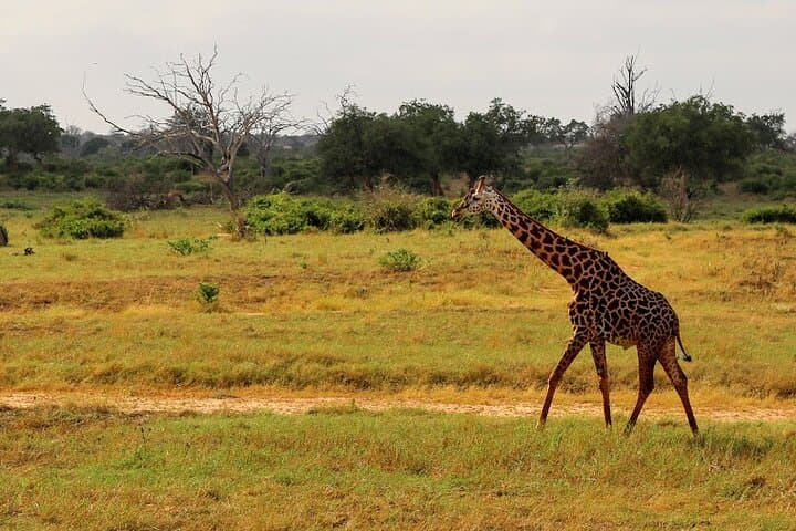 3-Day Tsavo East & Amboseli Safari from Mombasa — Elephants, Kilimanjaro Views & Lodge Stays photo 3