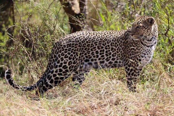 3-Day Tsavo East & Amboseli Safari from Mombasa — Elephants, Kilimanjaro Views & Lodge Stays photo 4