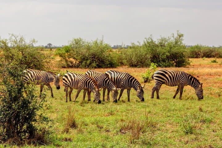 3-Day Tsavo East & Amboseli Safari from Mombasa — Elephants, Kilimanjaro Views & Lodge Stays photo 5