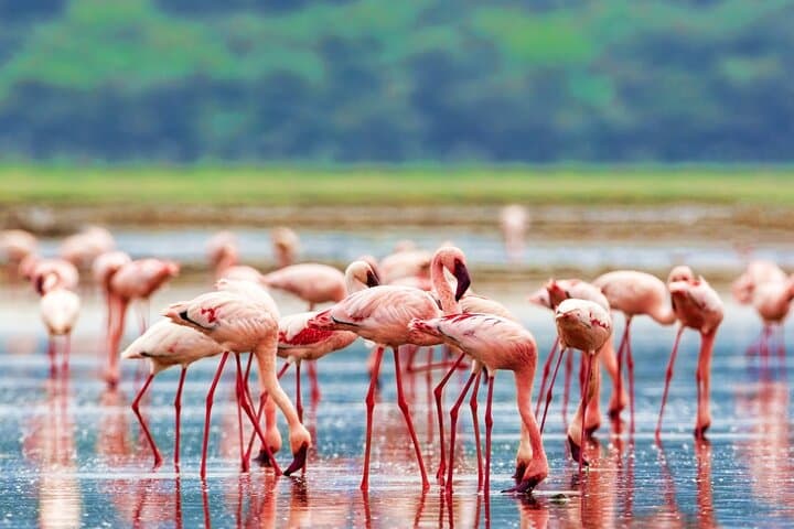 3-Day Rift Valley Safari: Lake Nakuru, Bogoria & Naivasha from Nairobi photo 6