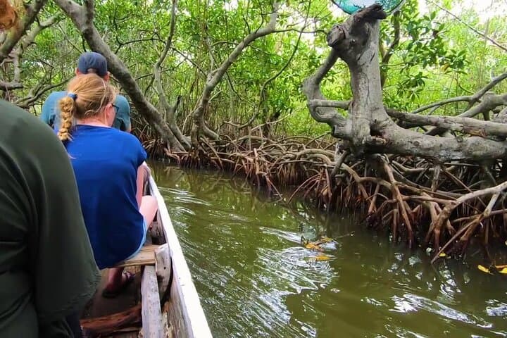 Cartagena Mangrove Tour: Canoe Through La Boquilla's Afro-Caribbean Fishing Village photo 3