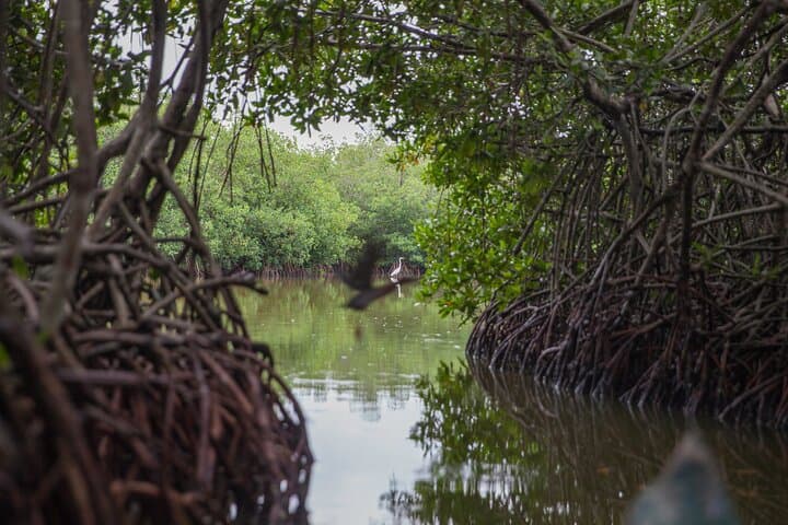 Cartagena Mangrove Tour: Canoe Through La Boquilla's Afro-Caribbean Fishing Village