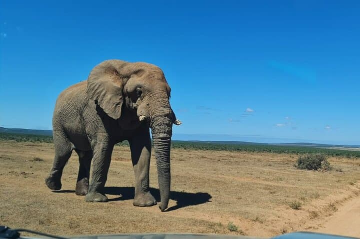 Addo Elephant National Park Half-Day Safari: What to Expect