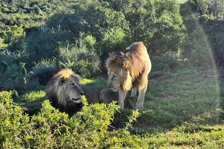 Addo Elephant National Park Half-Day Safari: What to Expect photo 2