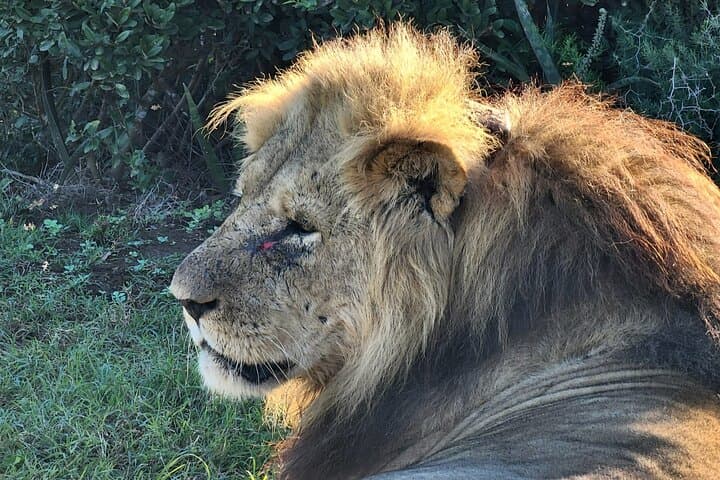Addo Elephant National Park Half-Day Safari: What to Expect photo 3