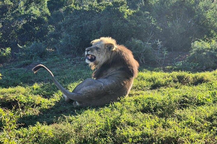Addo Elephant National Park Half-Day Safari: What to Expect photo 4