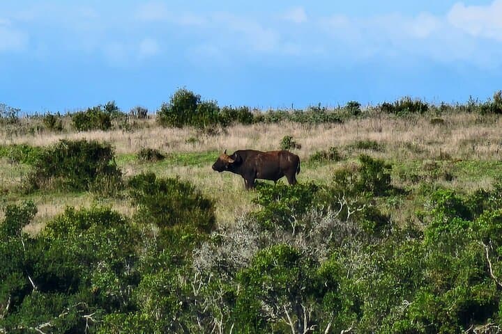 Addo Elephant National Park Half-Day Safari: What to Expect photo 5
