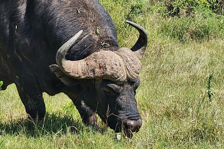 Addo Elephant National Park Half-Day Safari: What to Expect photo 6