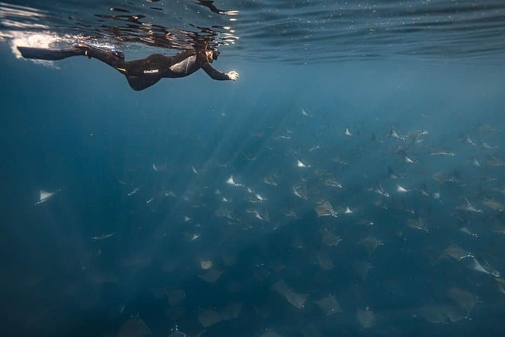 Mobula Ray Snorkel Safari in Cabo San Lucas — Swim With Super Squadrons