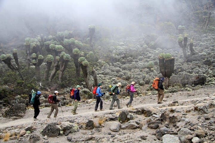 7-Day Machame Route Kilimanjaro Trek to Uhuru Peak photo 4