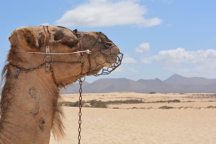 Escape to the Agafay Desert: Day Pass with Pool, Lunch & Transfers from Marrakech photo 4