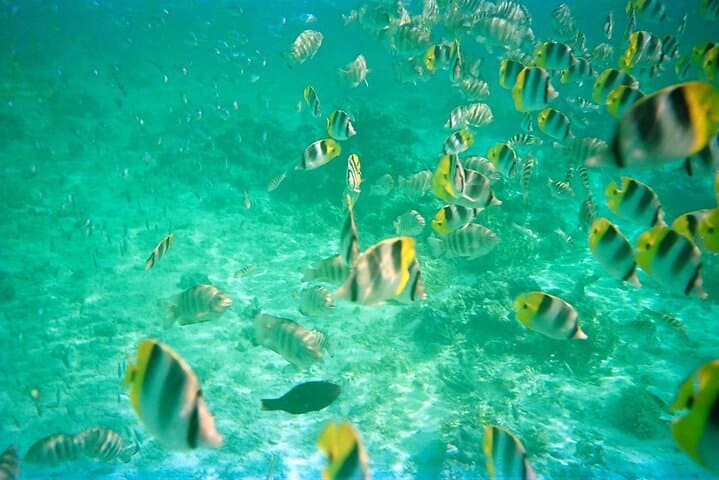 Sail Tahiti: Half-Day Polynesian Canoe on the Lagoon with Snorkeling photo 2