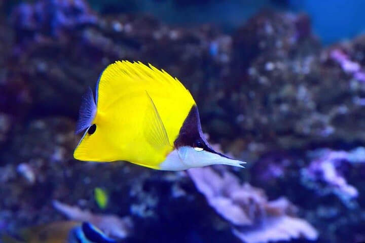 Snorkeling Easter Island’s Coral Reefs: Guided Ovahe Beach Experience photo 4