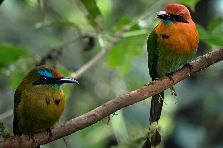 Arenal Mistico Hanging Bridges: Rainforest Walks & Volcano Views photo 6