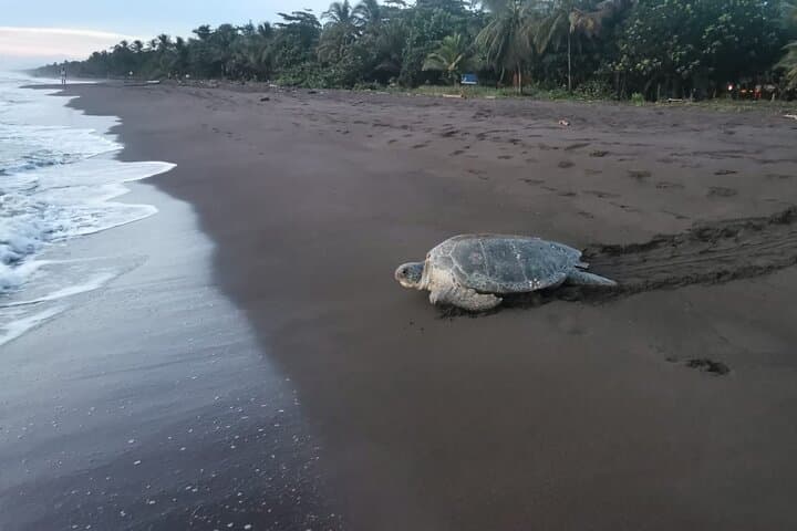 Tortuguero Turtle Nesting Night Tour — Small-Group Sea Turtle Experience photo 2