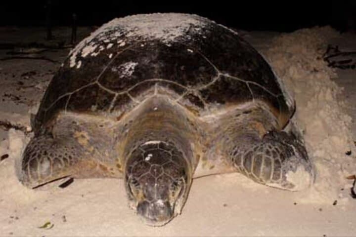 Tortuguero Turtle Nesting Night Tour — Small-Group Sea Turtle Experience photo 3