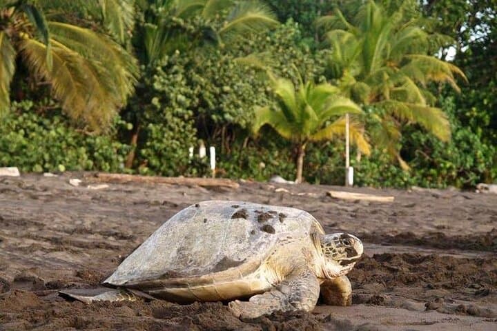 Tortuguero Turtle Nesting Night Tour — Small-Group Sea Turtle Experience photo 4