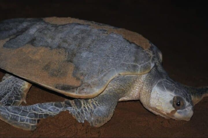 Tortuguero Turtle Nesting Night Tour — Small-Group Sea Turtle Experience photo 5