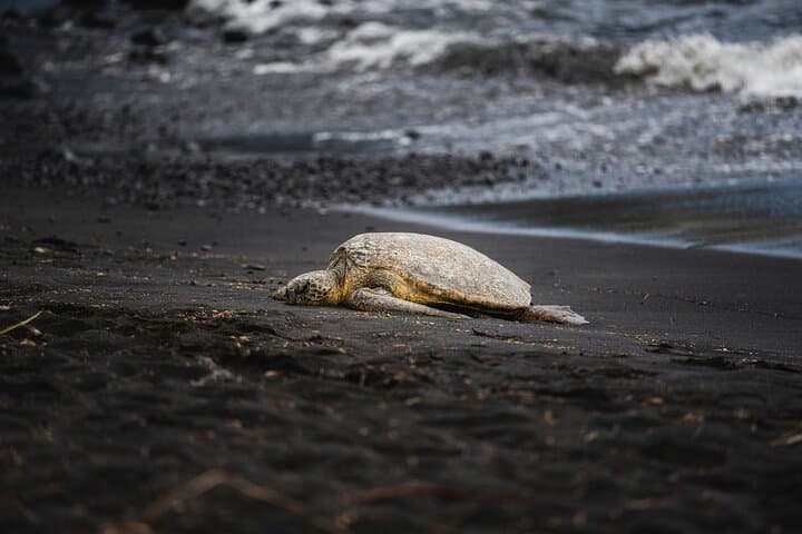 Tortuguero Turtle Nesting Night Tour — Small-Group Sea Turtle Experience