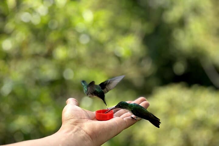 Mindo Cloud Forest Day Tour from Quito: Hummingbirds, Waterfalls & Wildlife
