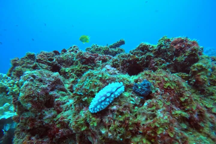 Phuket PADI Open Water Course — 3-Day Scuba Certification with GoPro photo 3