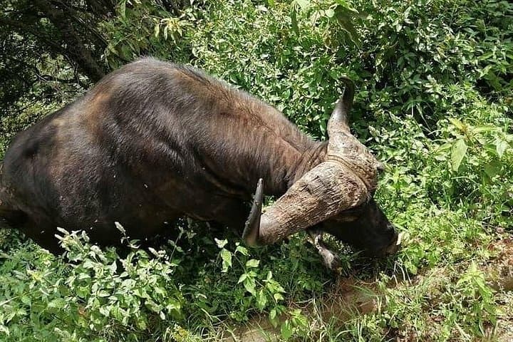 2-Day Tarangire and Ngorongoro Crater Safari from Zanzibar photo 4