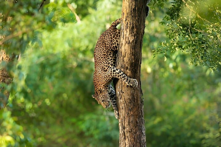Wilpattu Half-Day Safari from Anuradhapura — Early-Morning Leopard & Elephant Viewing photo 2
