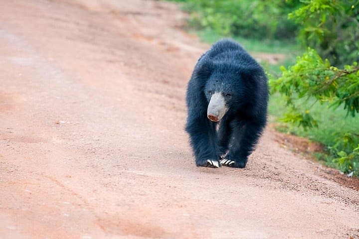 Early-Morning Yala Safari from Ella: Full-Day Leopard and Elephant Game Drive photo 2