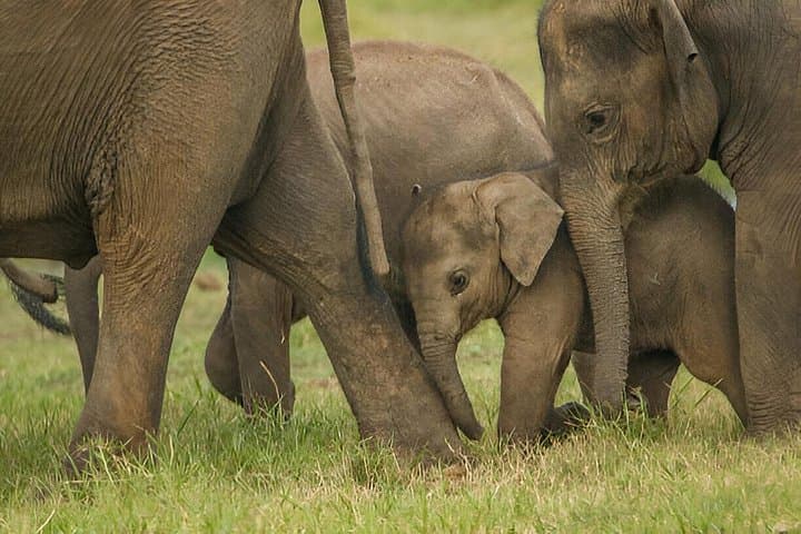 Minneriya Safari from Sigiriya: See Asia’s Largest Wild Elephant Gathering
