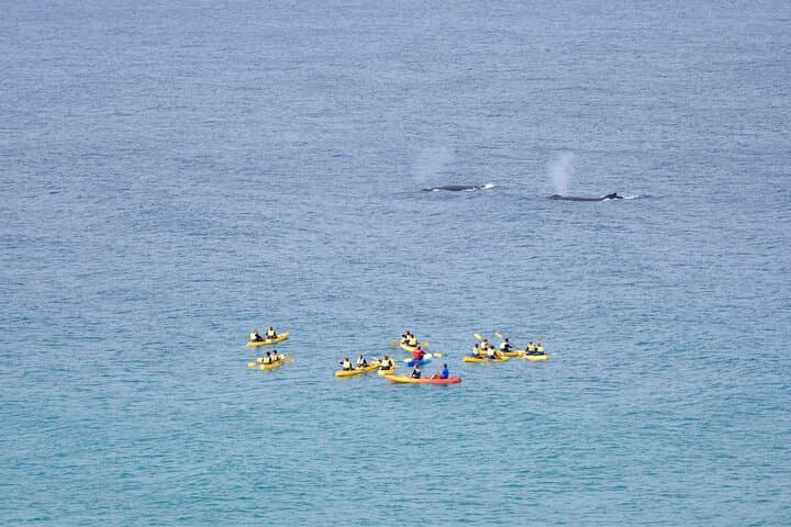 Noosa Whale Watching Ocean Kayak & 4x4 Beach Tour at Double Island Point photo 4