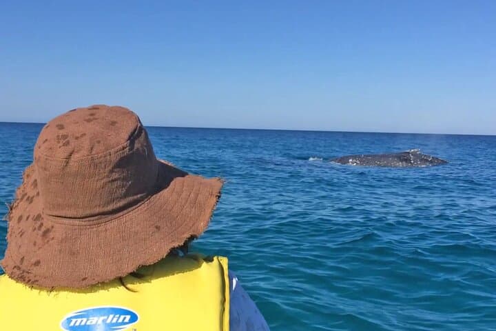 Noosa Whale Watching Ocean Kayak & 4x4 Beach Tour at Double Island Point photo 3