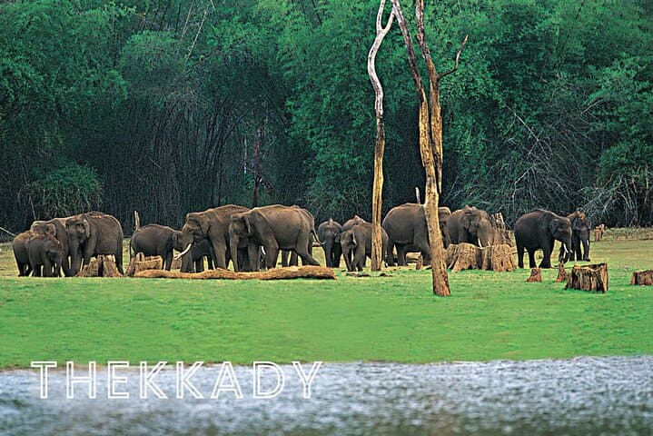 Six-Day Kerala: Kochi, Munnar, Thekkady & Alleppey Backwaters photo 3