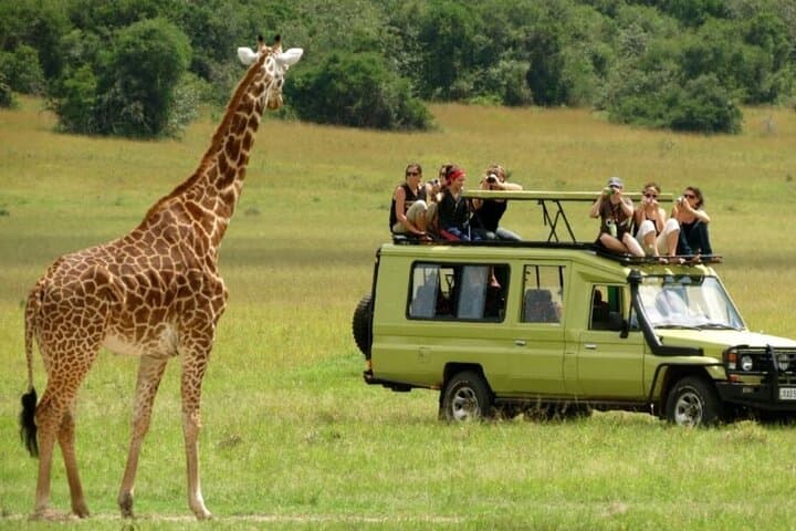 Half-Day Hluhluwe-Imfolozi Game Drive from Richards Bay — Big Five Safari photo 5