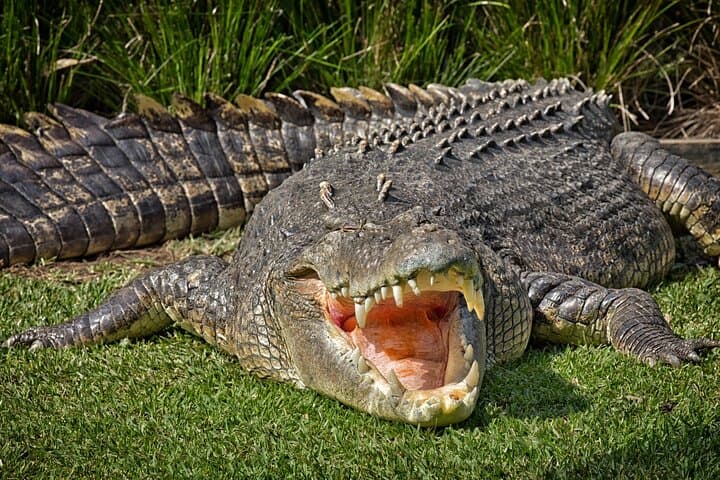 Isimangaliso Hippo & Croc Boat Safari — Half-Day Wildlife Cruise from Durban photo 6