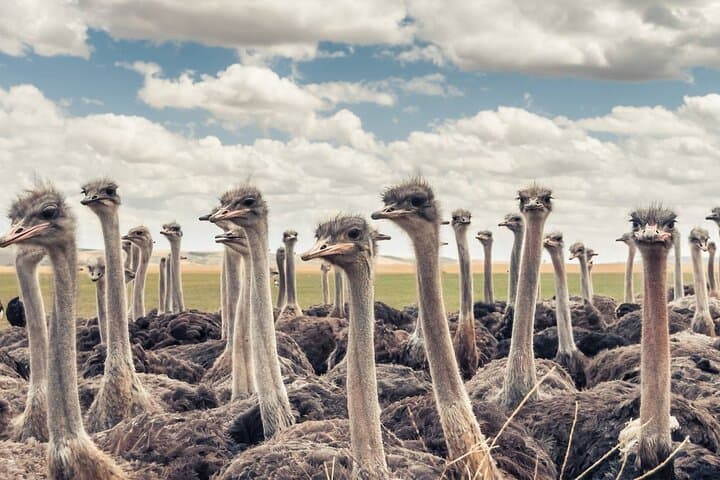 Cango Caves & Ostrich Farm Day Trip from Oudtshoorn — Karoo Lunch Included photo 2