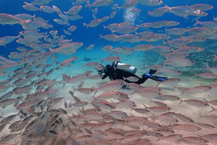 Two Fun Dives at Racha Yai & Noi — Certified Diver Day Trip from Phuket photo 3