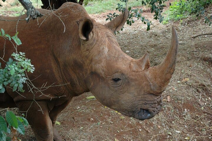 Nairobi Safari Walk, Animal Orphanage & Bomas Cultural Tour — Wildlife and Culture in a Day photo 4