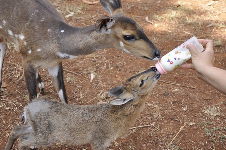 Nairobi Safari Walk, Animal Orphanage & Bomas Cultural Tour — Wildlife and Culture in a Day photo 3