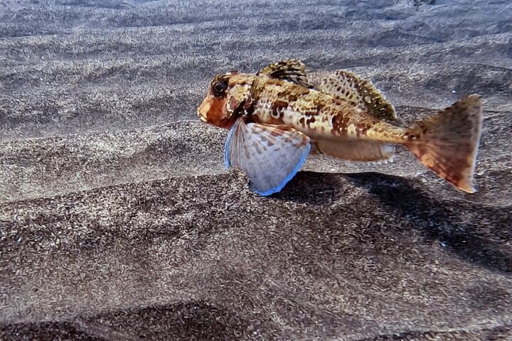 Fuerteventura Snorkeling: Marine Life & Volcanic Reef Discovery photo 2