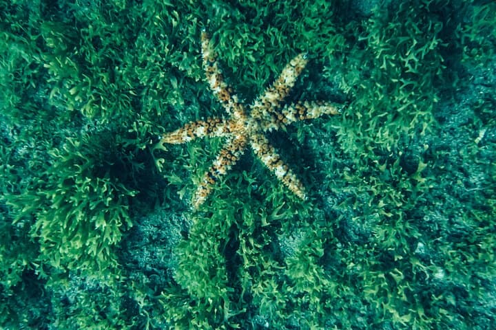 Fuerteventura Snorkeling: Marine Life & Volcanic Reef Discovery photo 6