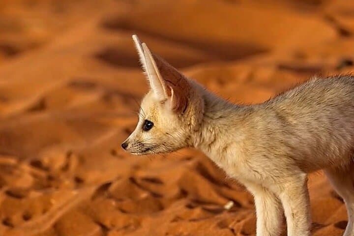 3-Day Shared Marrakech to Merzouga Sahara Desert Tour & Camel Camp Experience photo 6