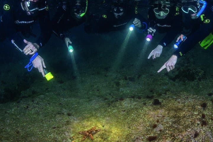 Sunset Snorkeling at Punta Campanella — Guided Marine-Biologist Tour from Sorrento photo 1