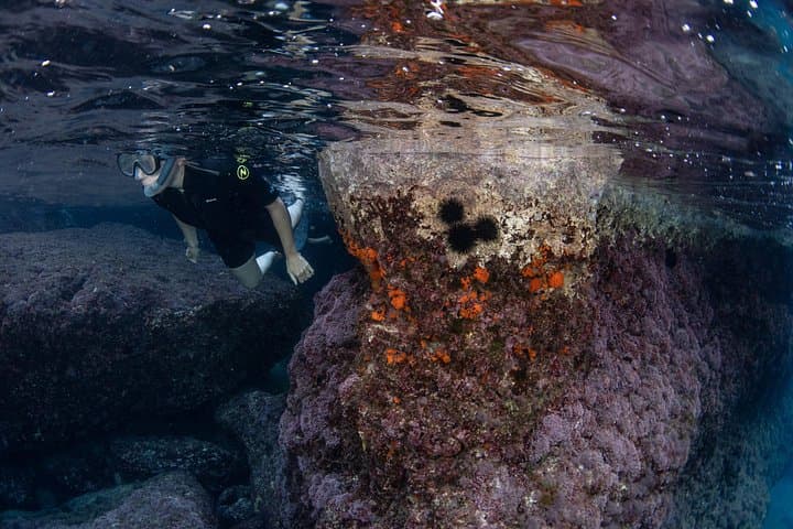 Sunset Snorkeling at Punta Campanella — Guided Marine-Biologist Tour from Sorrento photo 4