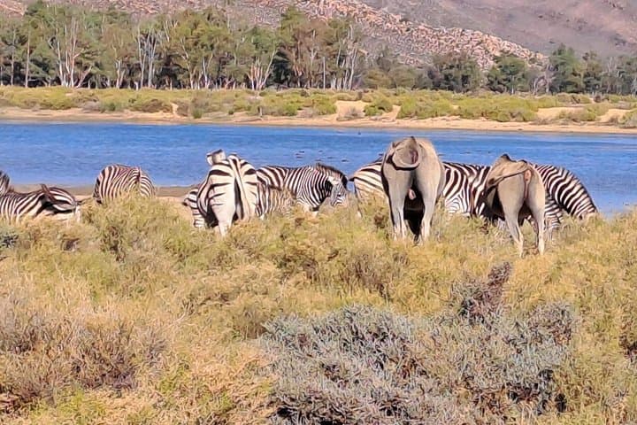 Aquila Game Reserve Day Safari from Cape Town — Big Five in a Malaria-Free Reserve photo 2