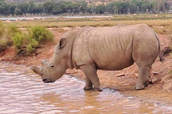 Aquila Game Reserve Day Safari from Cape Town — Big Five in a Malaria-Free Reserve photo 3