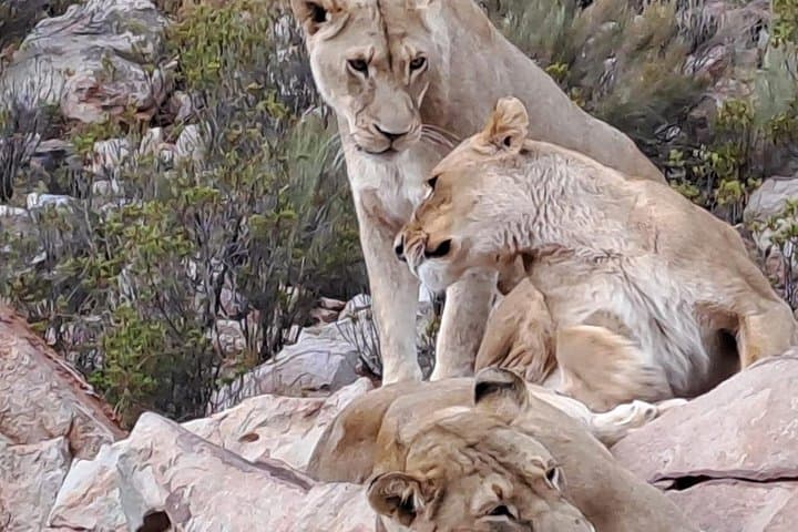 Aquila Game Reserve Day Safari from Cape Town — Big Five in a Malaria-Free Reserve photo 4