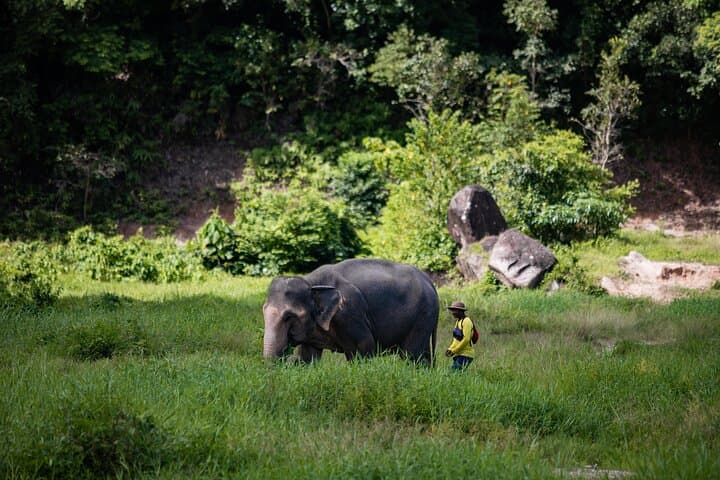 Walk and Feed at Bukit Elephant Park Phuket — Ethical Elephant Encounter & Thai Culture